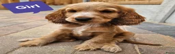 Cocker Spaniel dogs for sale: Ready to go 2 boys left show cocker spaniels - Advert 8