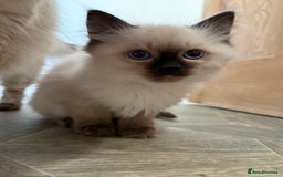 Ragdoll cats for sale: GCCF Registered seal point kittens - Image 9