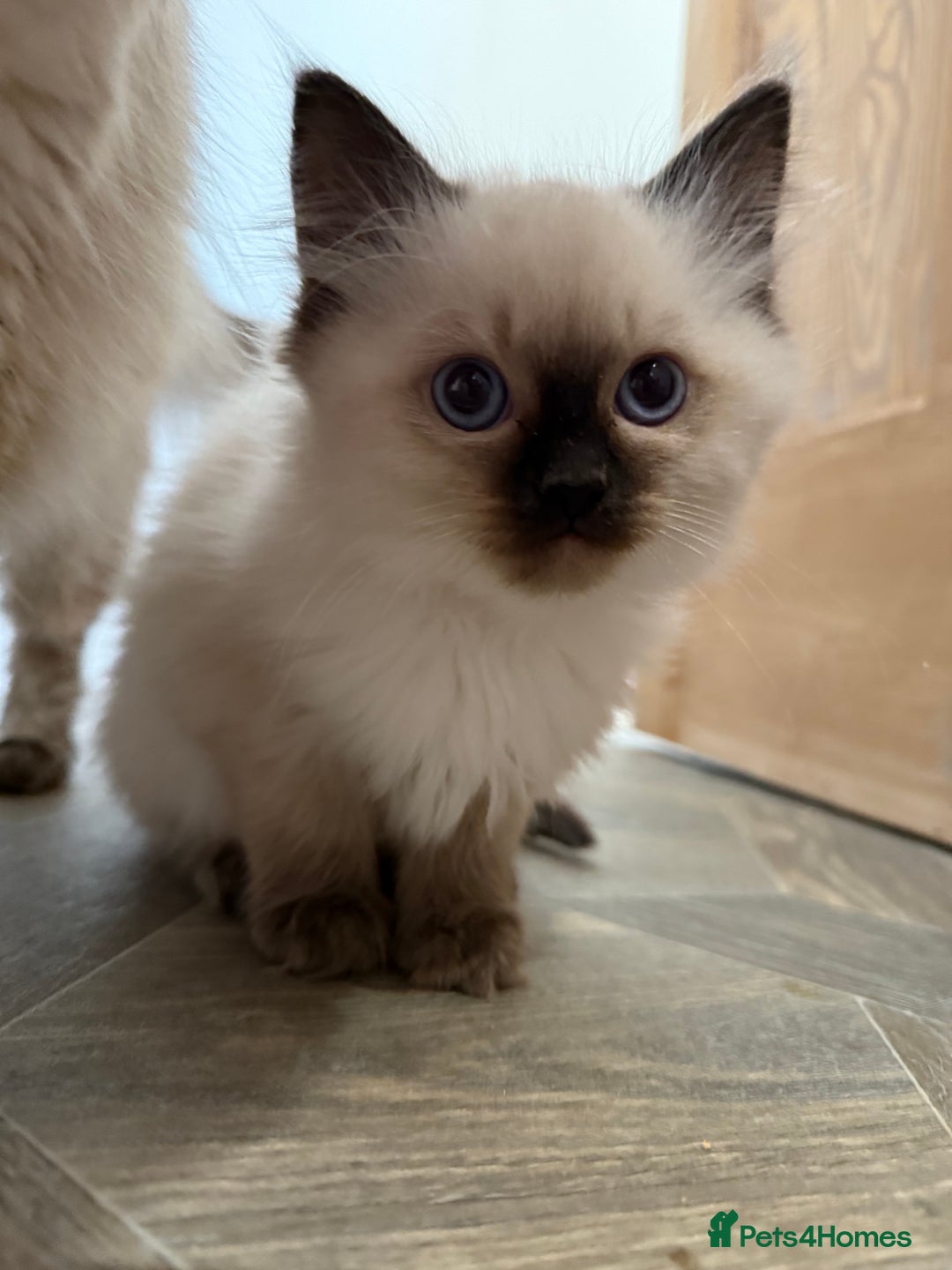 Ragdoll cats for sale: GCCF Registered seal point kittens - Image 9