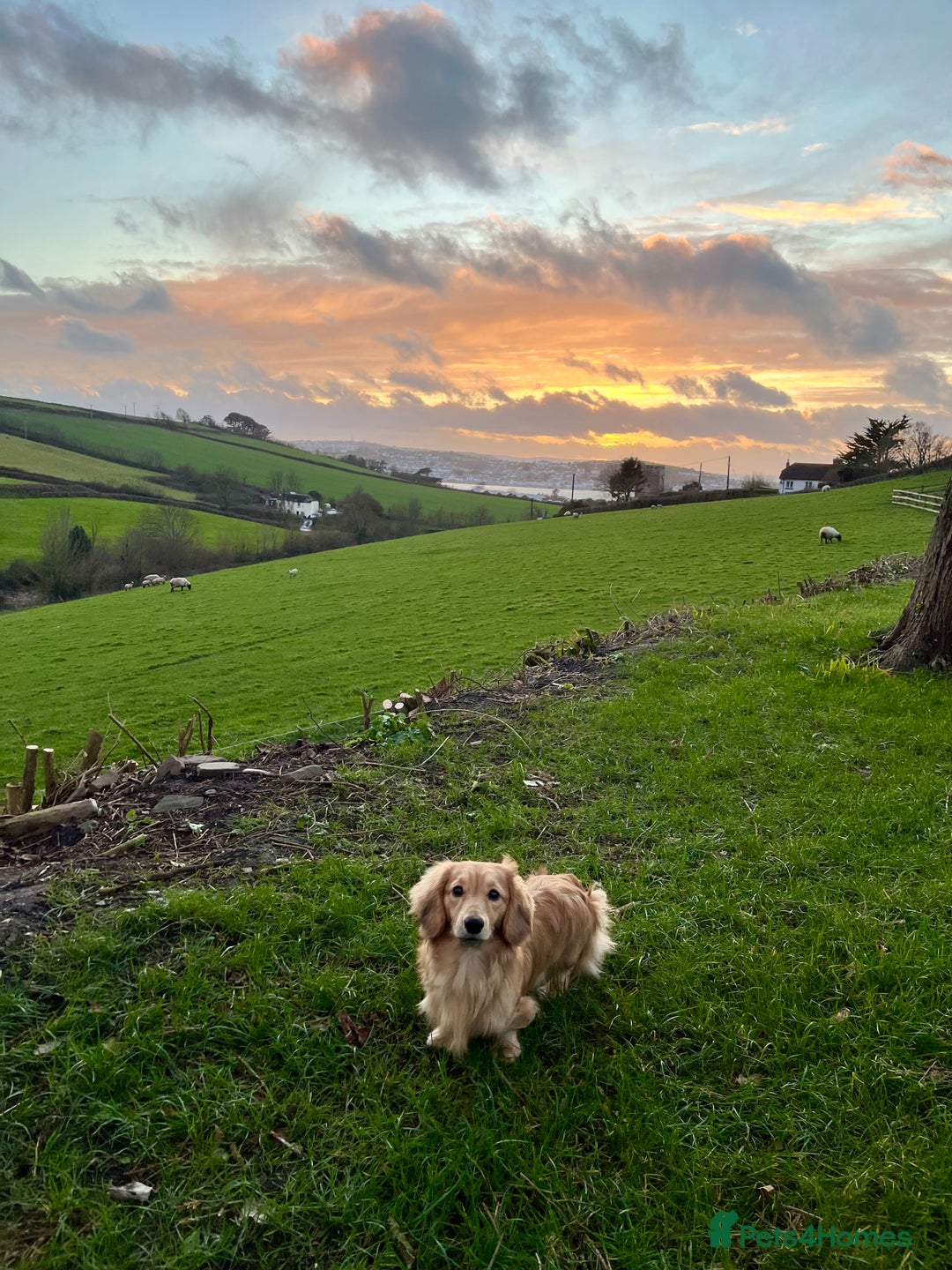 Miniature Dachshund dogs for stud: Cream Shaded LongHaired Miniature Dachshund KC Reg - Advert 4