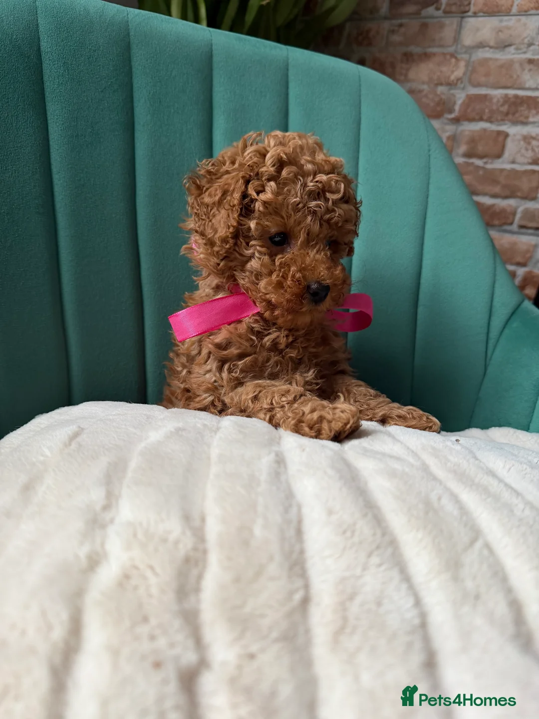 Toy Poodle dogs for sale: Tiny Red toy 🧸 poodle ✨💖 - Advert 8