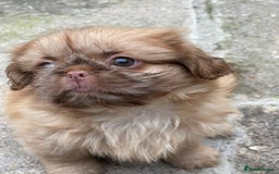 Shih Tzu dogs for sale: Shih Tzu Coloured Pups Standard x Imperial  - Image 10