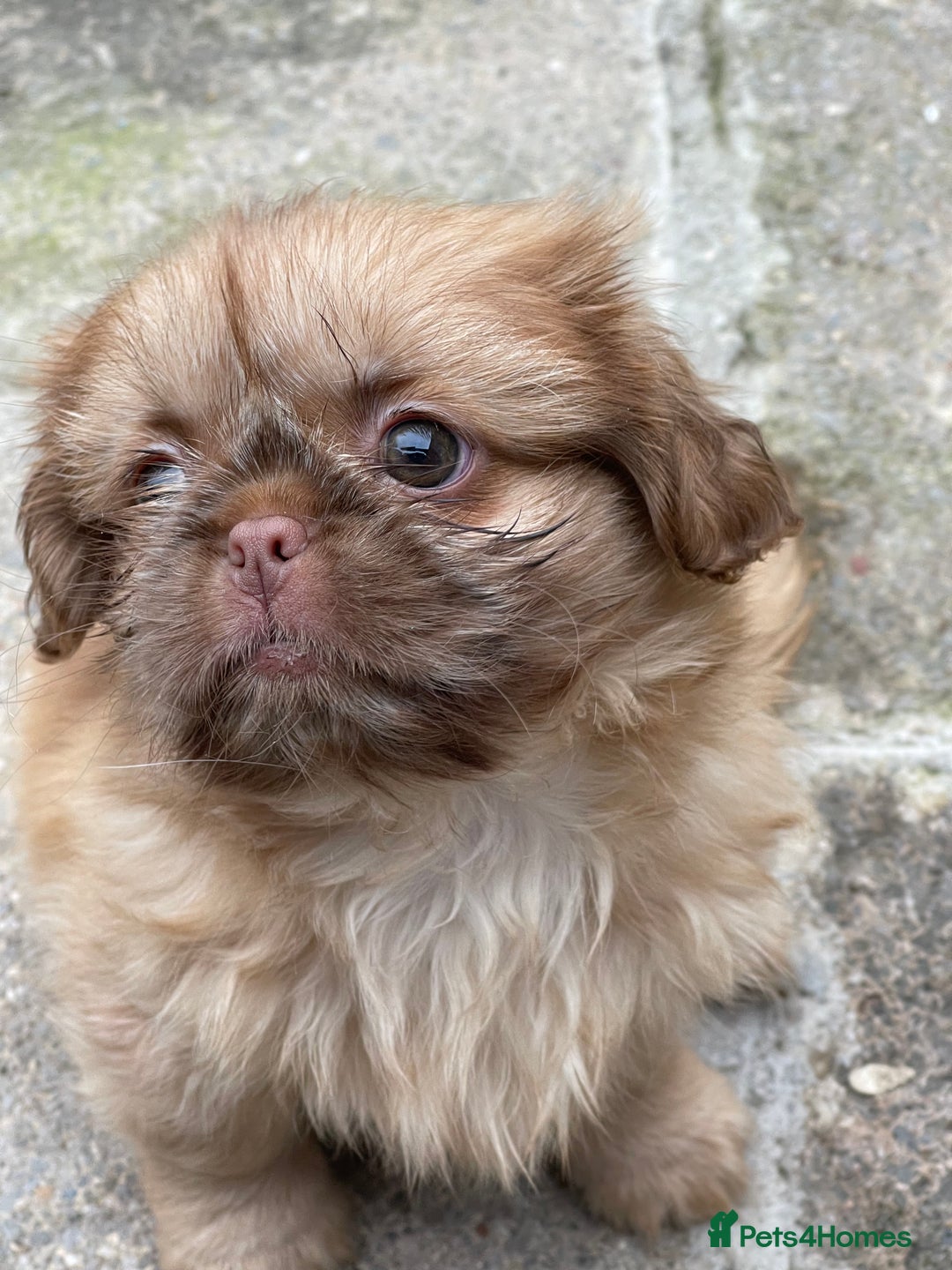 Shih Tzu dogs for sale: Shih Tzu Coloured Pups Standard x Imperial  - Image 10