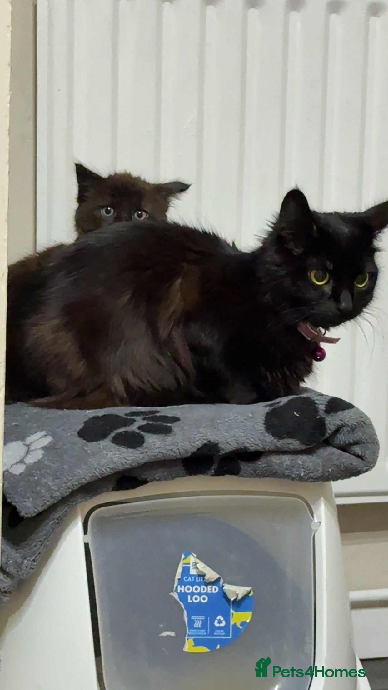 Mixed Breed cats Beautiful male kitten - Advert 8