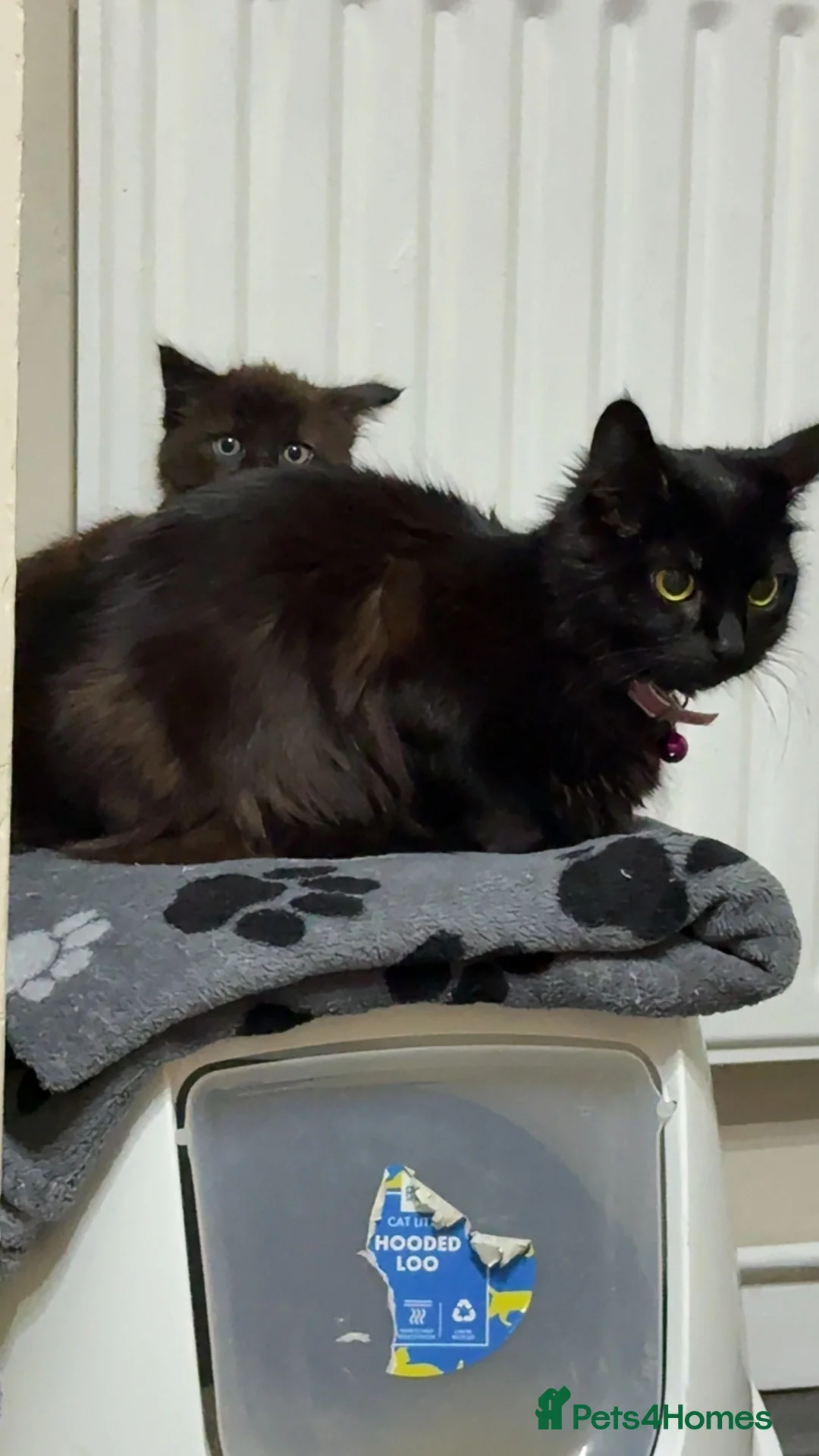 Mixed Breed cats for sale: Beautiful male kitten - Advert 1