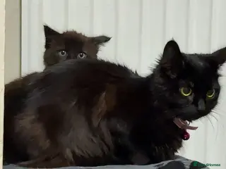 Mixed Breed cats Beautiful male kitten - Advert 8