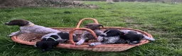 German Shorthaired Pointer dogs for sale: Stunning litter of GSP puppies !! - Advert 11