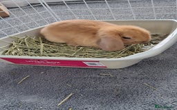Mini Lop rabbits for sale: Bunny looking for a good home - Image 4