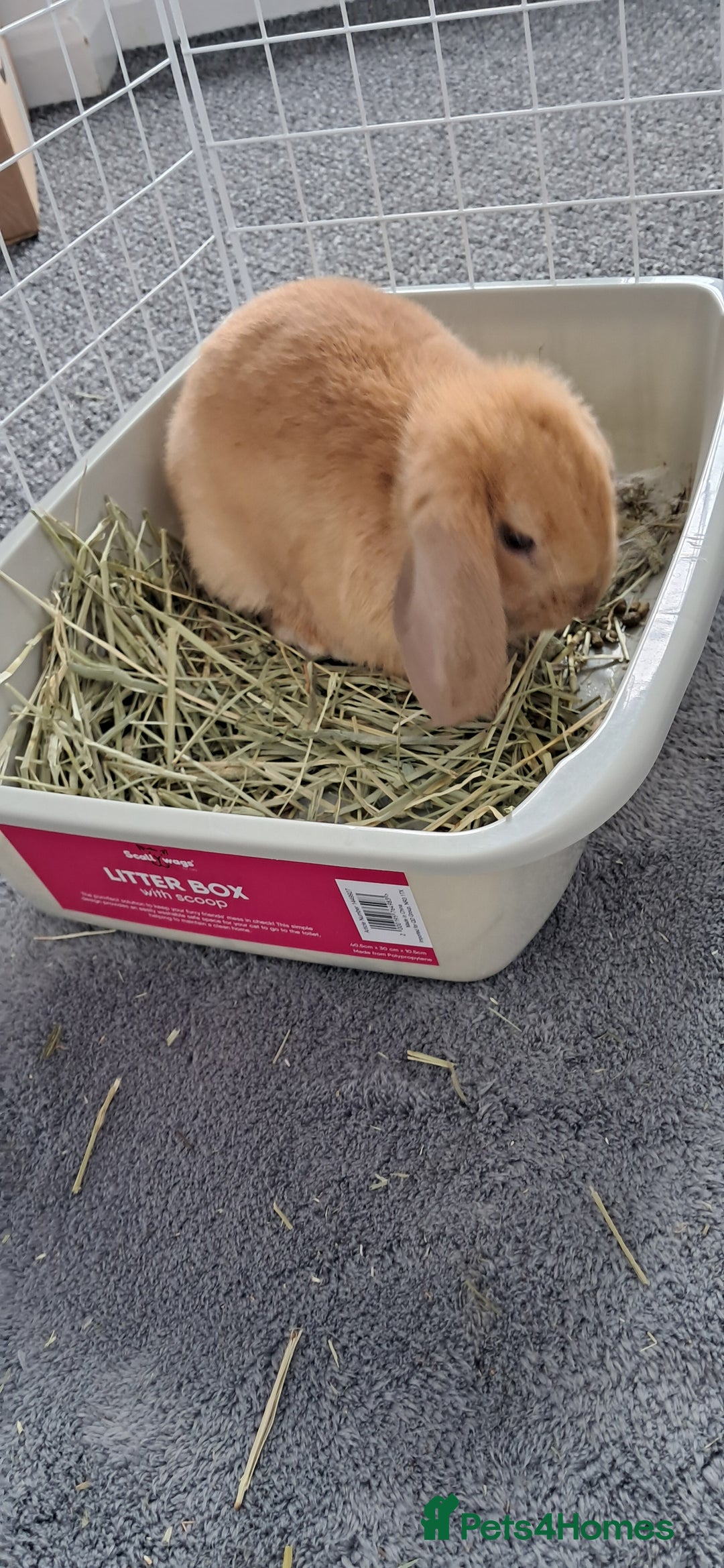 Mini Lop rabbits for sale: Bunny looking for a good home - Image 4