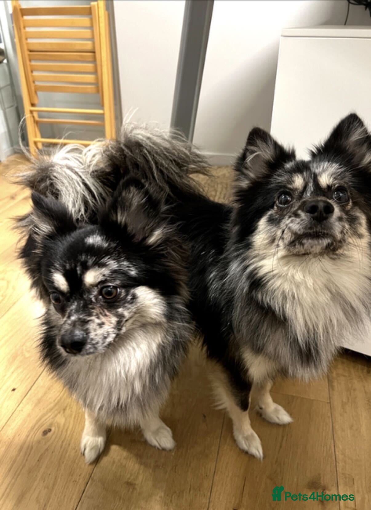 Mixed Breed dogs Black merle, Chihuahua x Pomsky Dog - Advert 1