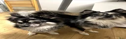 Mixed Breed dogs for sale: Black merle, Chihuahua x Pomsky Dog in London - Advert 1
