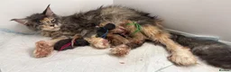 Maine Coon cats for sale: Cream Smoke Male Available - Advert 8