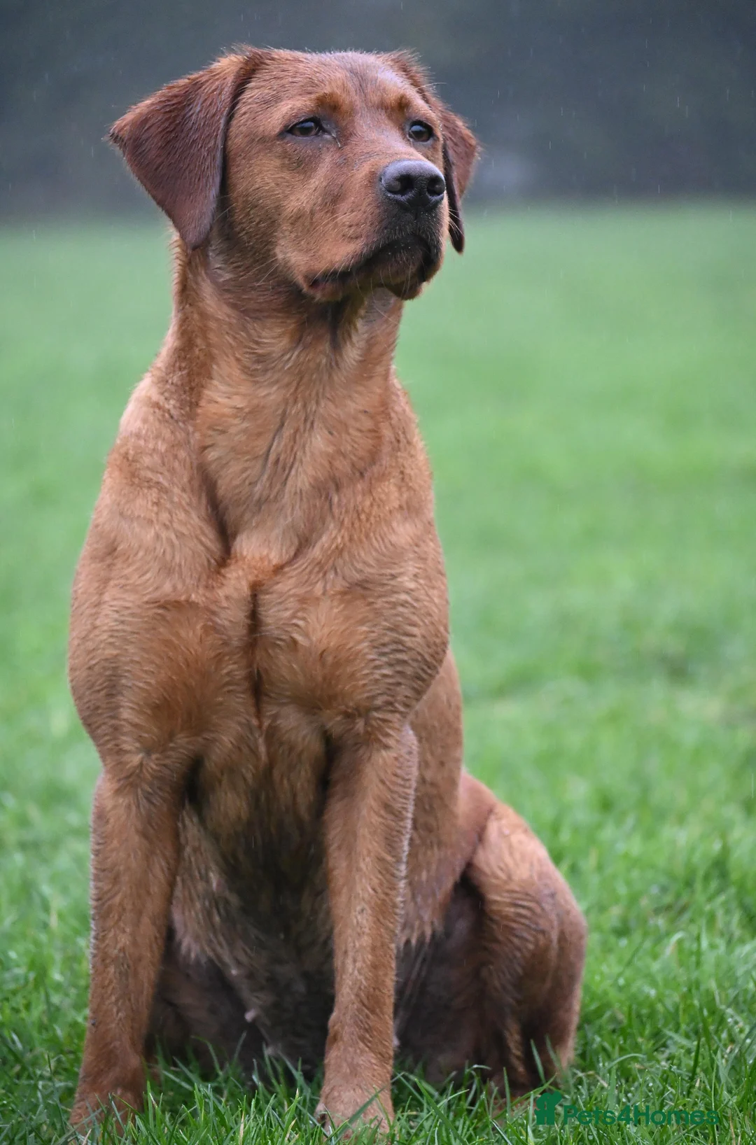 Labrador Retriever dogs for sale: KC Reg Dark Fox Red Labrador Puppies Health Tested - Advert 7