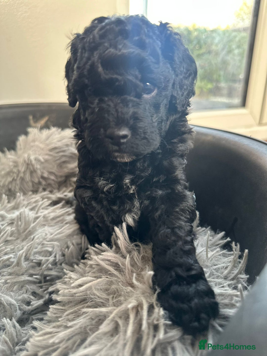 Cockapoo dogs for sale: Stunning f1b cockapoo's for sale  - Advert 17