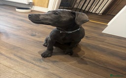 Staffordshire Bull Terrier dogs for sale: Staffordshire terrier pup boy 3 months old ;) - Image 1