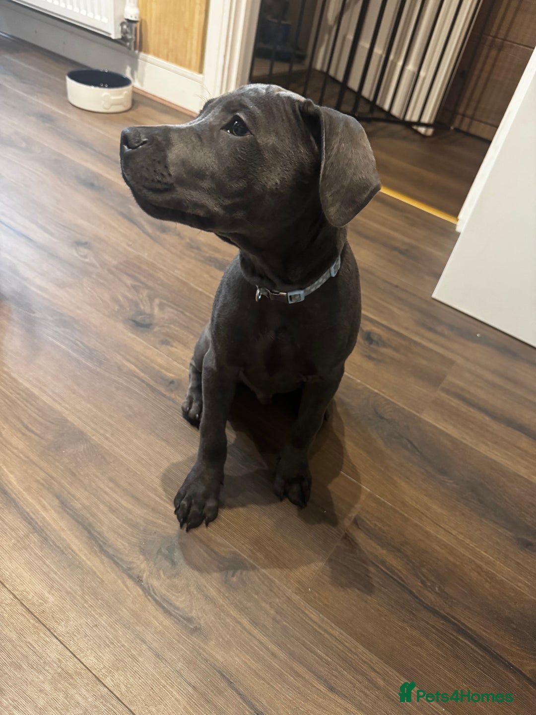 Staffordshire Bull Terrier dogs for sale: Staffordshire terrier pup boy 3 months old ;) - Image 1