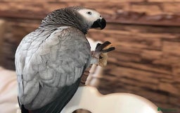 Parrots birds for sale: Brilliant, Talkative and the African Grey Parrot - Image 3