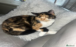 Domestic Shorthair cats for sale: looking for a forever home. (Free/ adoption)  - Image 4