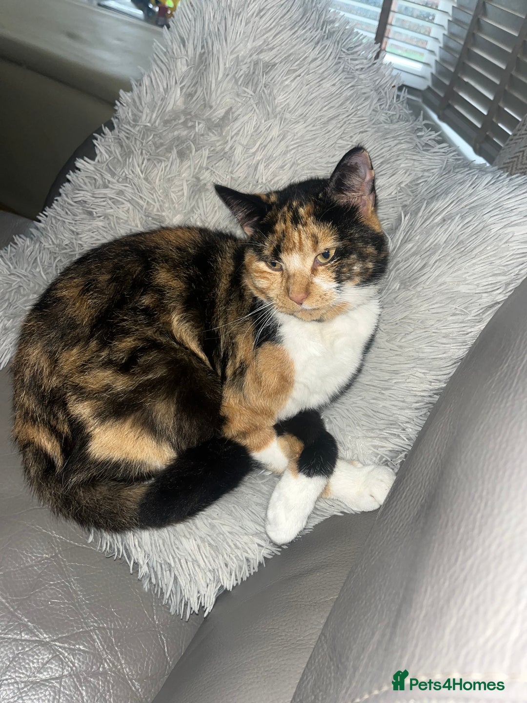 Domestic Shorthair cats for sale: looking for a forever home. (Free/ adoption)  - Image 4