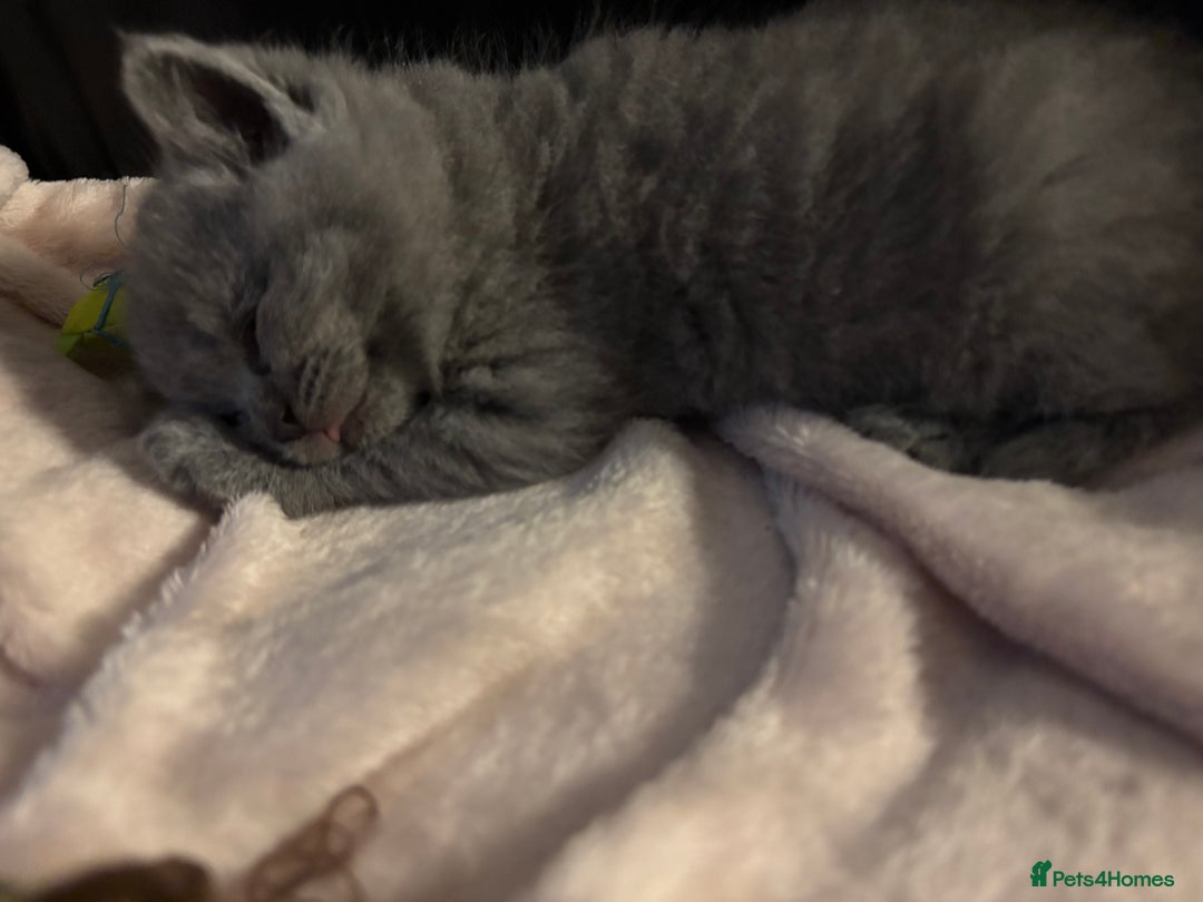 British Shorthair cats for sale: 4 British shorthairs kitten looking new home🐱🐱🐱 - Advert 4