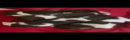 English Springer Spaniel dogs for sale: GORGEOUS ENGLISH SPRINGER SPANIEL PUPPIES - Advert 1