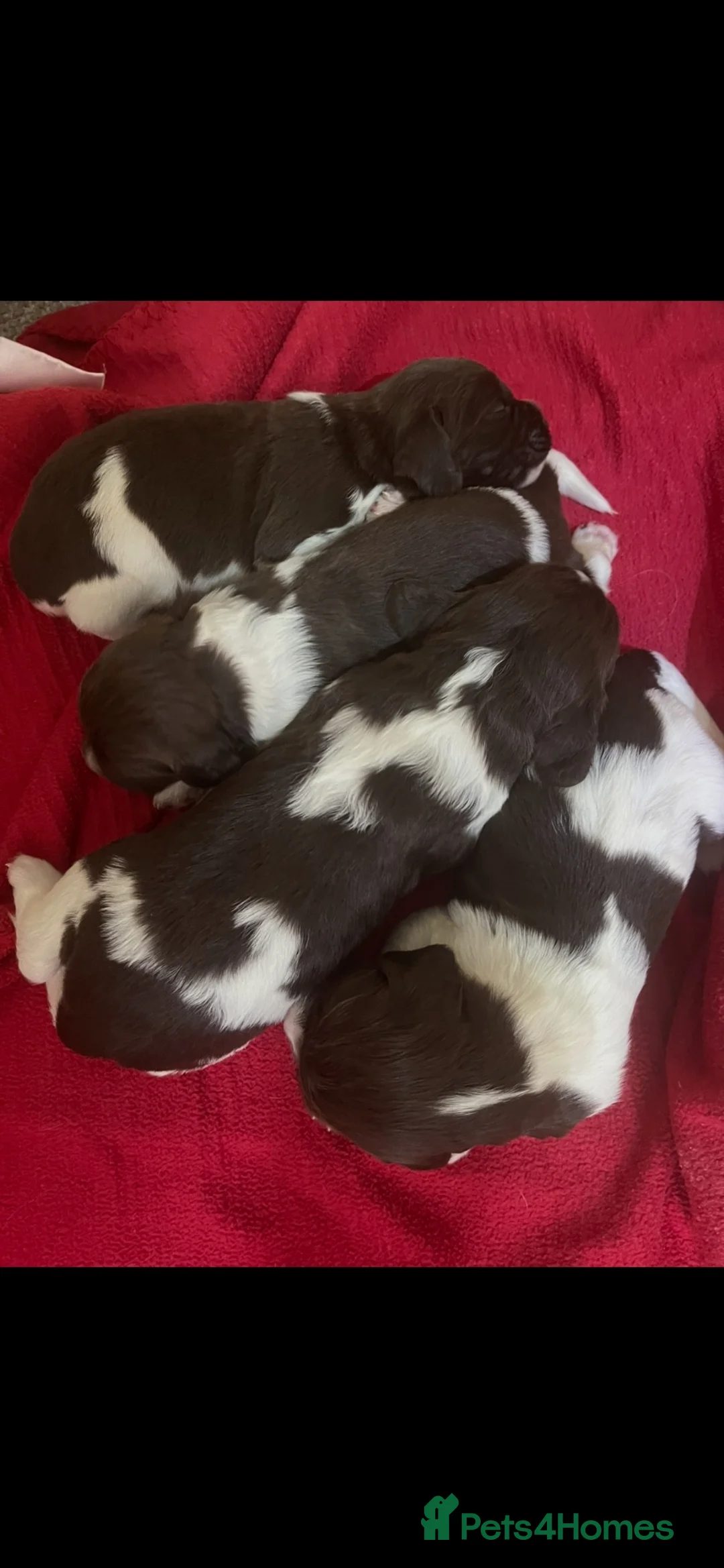English Springer Spaniel dogs for sale: GORGEOUS ENGLISH SPRINGER SPANIEL PUPPIES - Advert 1