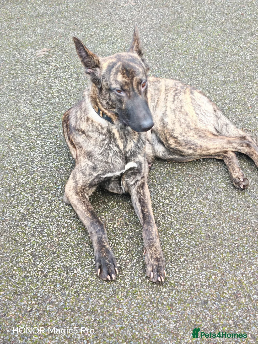 Belgian Shepherd Dog dogs for sale: Lovely female for sale  - Advert 3