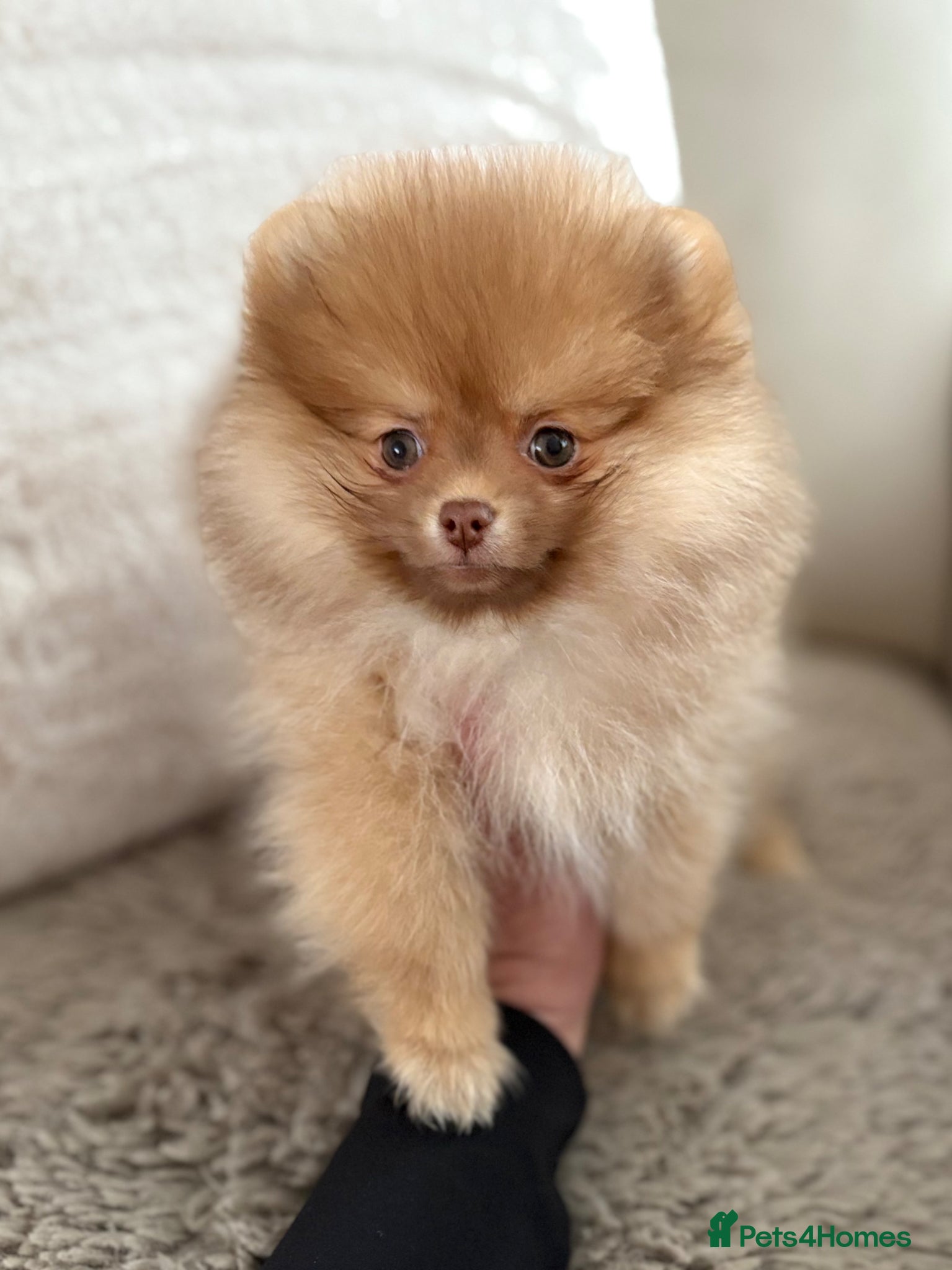 Pomeranian dogs True type Pom puppy’s KC only two pups left 🤩🐾 - Advert 6