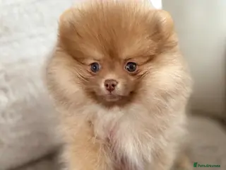 Pomeranian dogs True type Pom puppy’s KC only two pups left 🤩🐾 - Advert 6