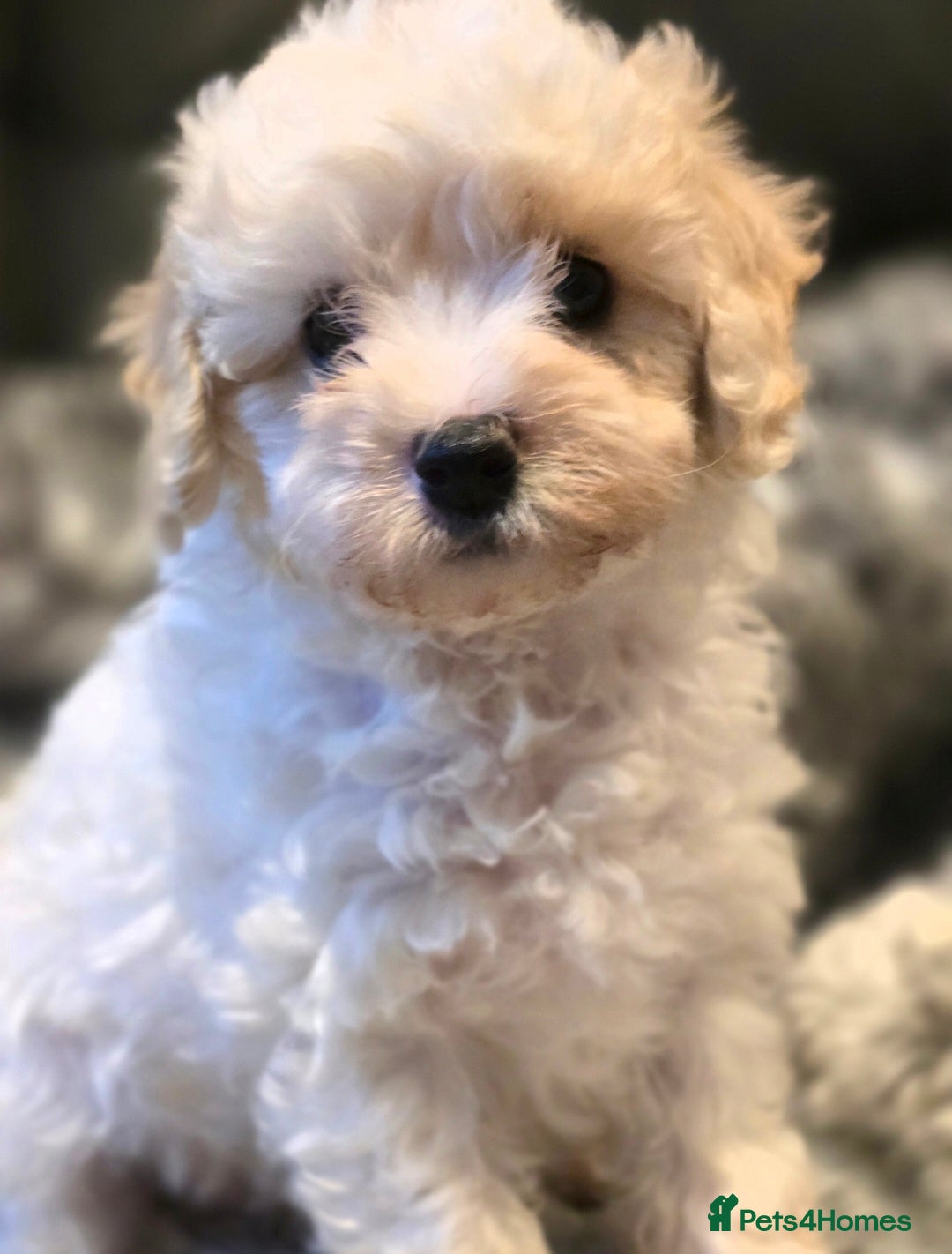 Mixed Breed dogs Stunning Cavapoochon puppies - Advert 9