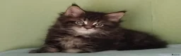 Maine Coon cats for sale: GCCF REGISTERED MAINE COON KITTENS FOR SALE  - Advert 10