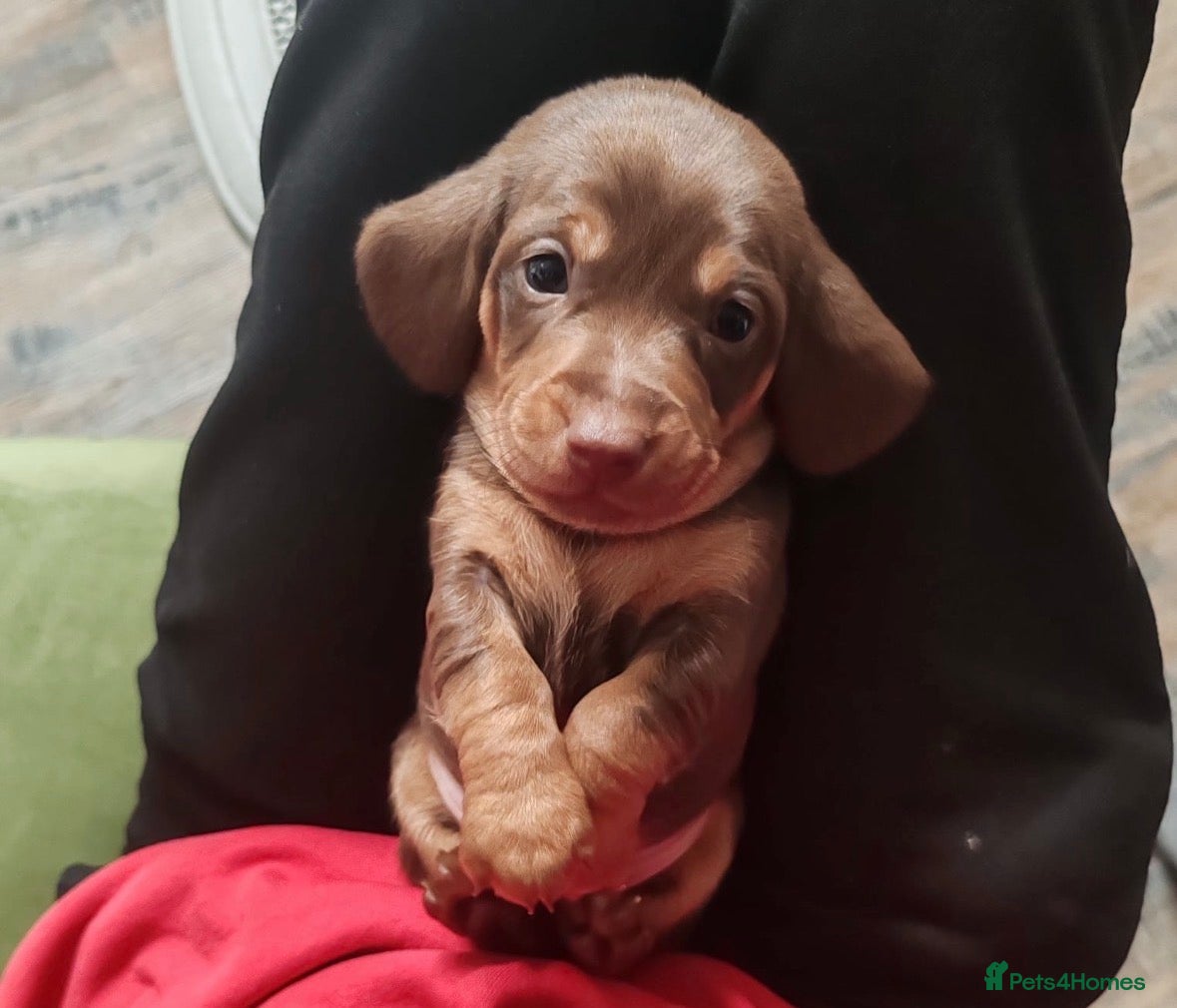 Miniature Dachshund dogs 4x miniature Dachsund  - Advert 13