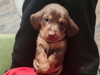 Miniature Dachshund dogs 4x miniature Dachsund - Advert 13