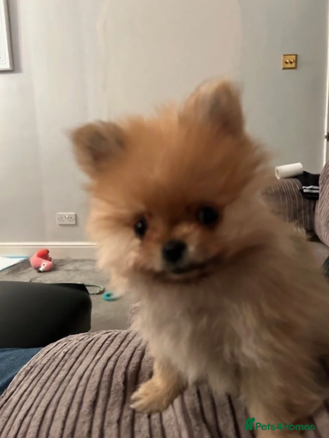 Pomeranian dogs for sale: Tiny Pomeranian Puppies - Advert 18