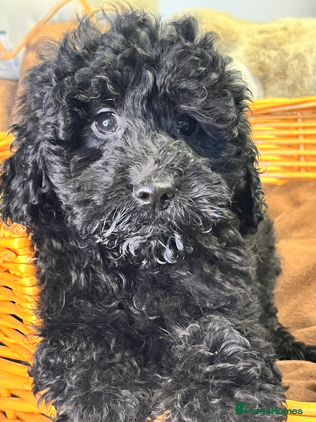 Miniature Poodle dogs for sale: two beautiful Sunning poodles  - Advert 2