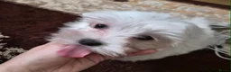 Maltese dogs for sale: Bichon Maltese mini toy , one boy and one girl in Hemel Hempstead - Advert 5
