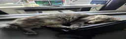 Maine Coon cats for sale: Cleo - Maine Coon - Looking for a loving home. - Advert 9