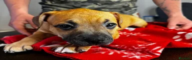 Staffordshire Bull Terrier Puppy 2