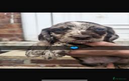 Cocker Spaniel dogs for sale: Gorgeous cocker spaniel puppies ready for new home - Image 5