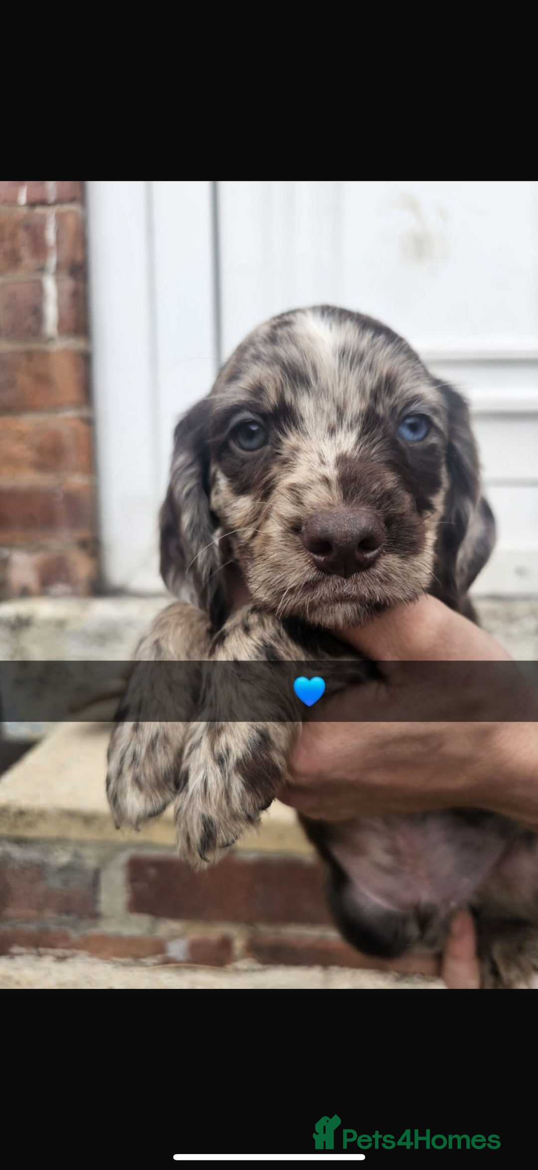 Cocker Spaniel dogs for sale: Gorgeous cocker spaniel puppies ready for new home - Image 5
