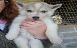 Siberian Husky dogs for sale: 🐾 Stunning RARE Colour Husky Puppies–Available 🐾 - Advert 5