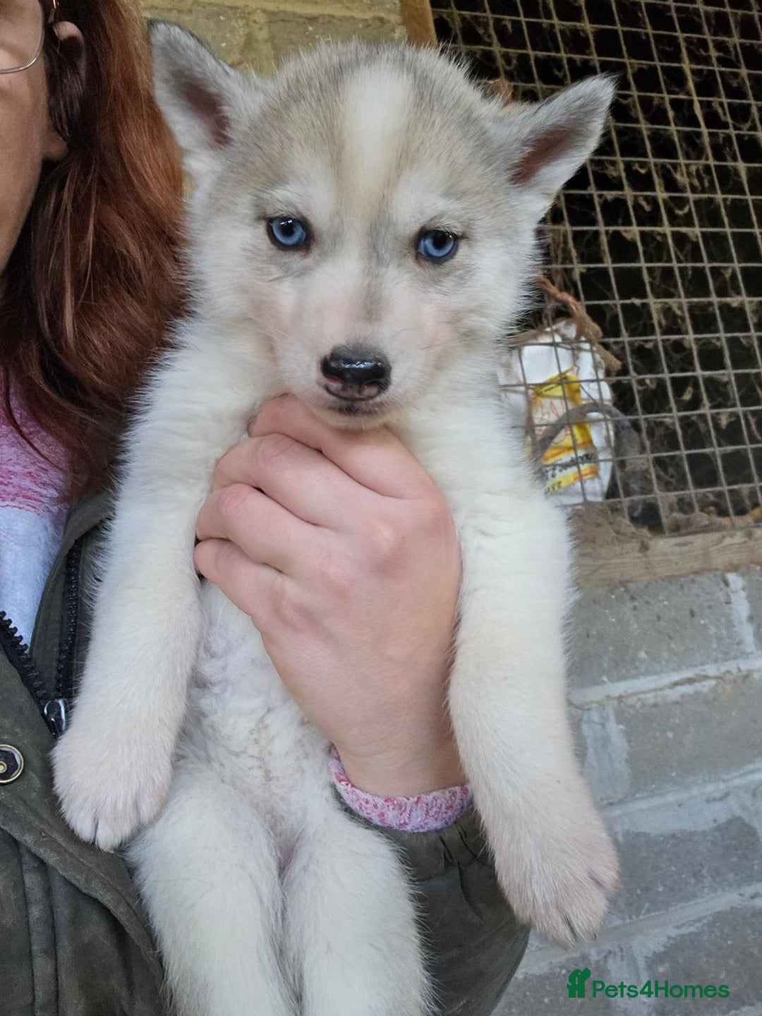Siberian Husky dogs for sale: 🐾 Stunning RARE Colour Husky Puppies–Available 🐾 - Advert 5