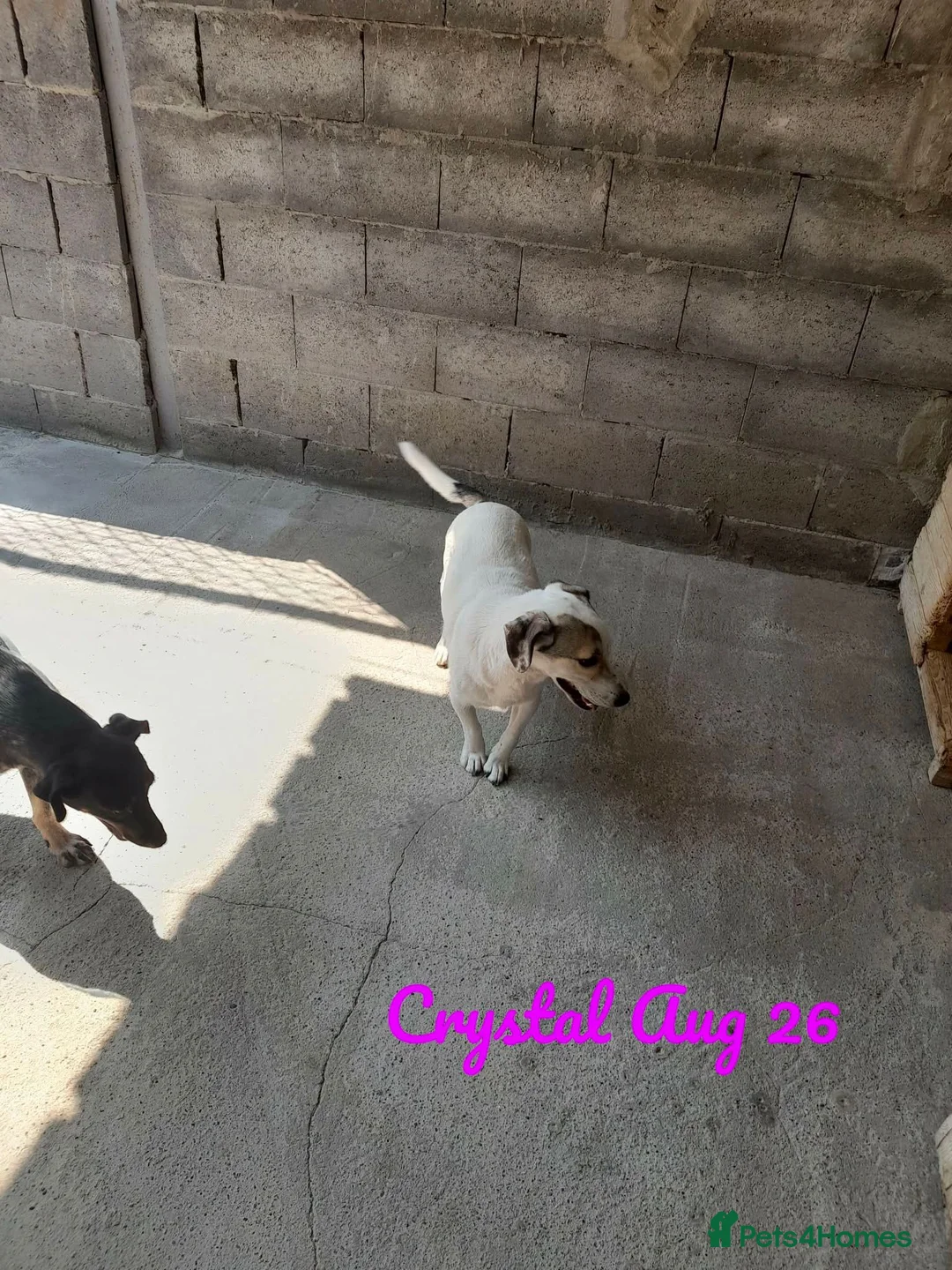 Mixed Breed dogs for adoption: Crystal, 6 yrs approx. Available for adoption. - Advert 2