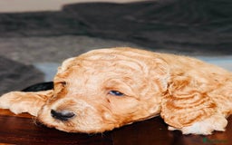 Mixed Breed dogs for sale: Irish doodle x Poodle Pointer puppies. Stunning!!! - Image 13