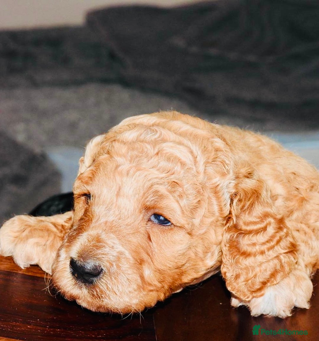 Mixed Breed dogs for sale: Irish doodle x Poodle Pointer puppies. Stunning!!! - Image 13