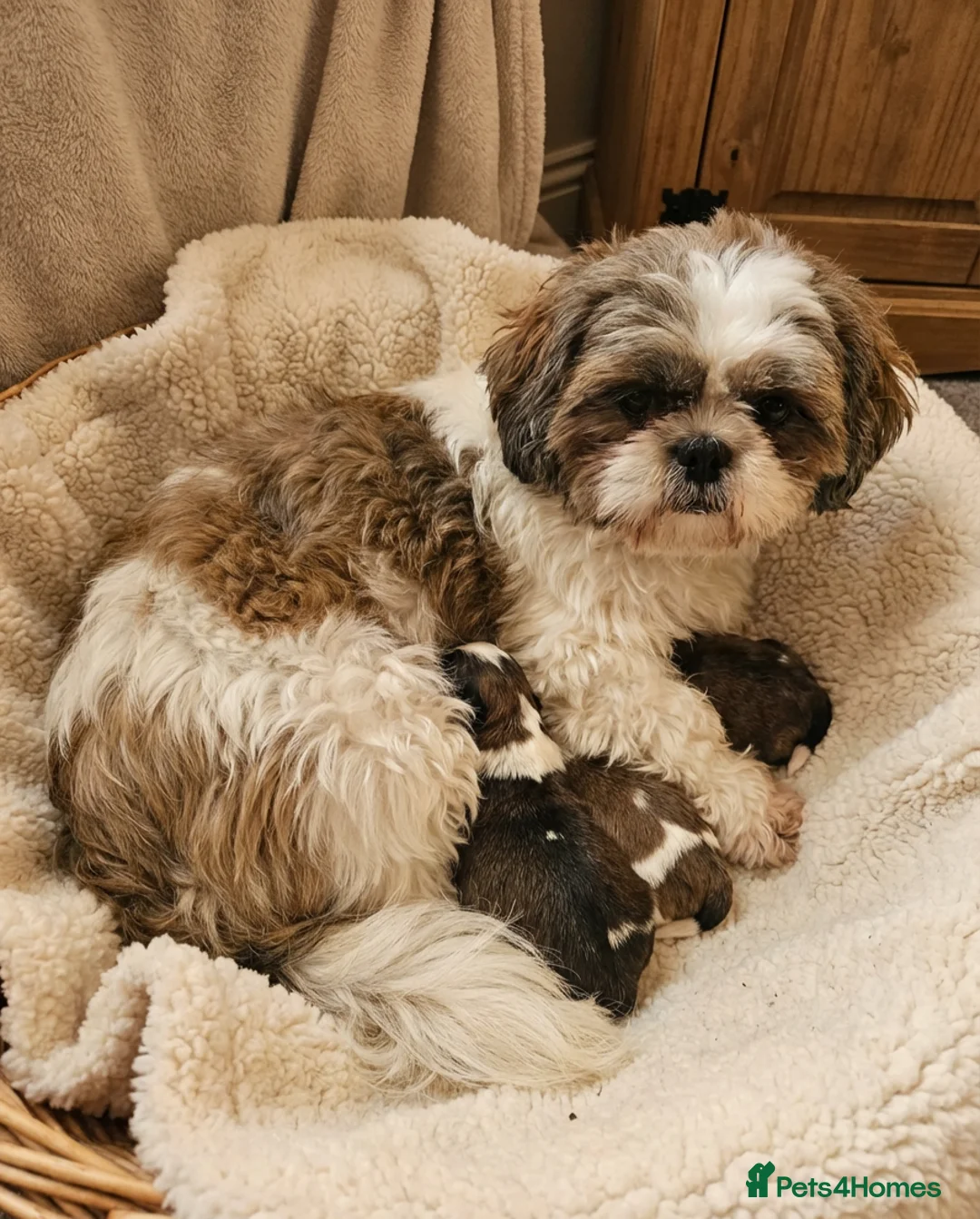 Shih Tzu dogs for sale: Shih tzu puppys  - Advert 1