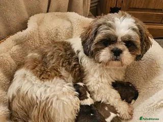 Shih Tzu dogs Shih tzu puppys - Advert 3