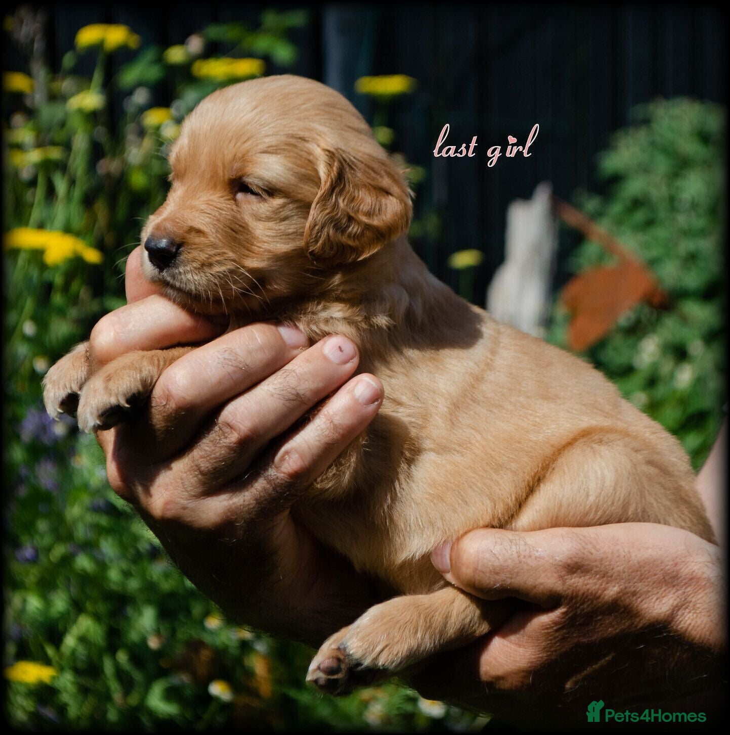 Golden Retriever dogs  GOLDEN RETREVER KC PUPPIES - Advert 6