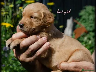 Golden Retriever dogs GOLDEN RETREVER KC PUPPIES - Advert 6