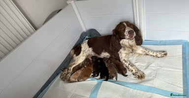 Cocker Spaniel dogs - Advert 16
